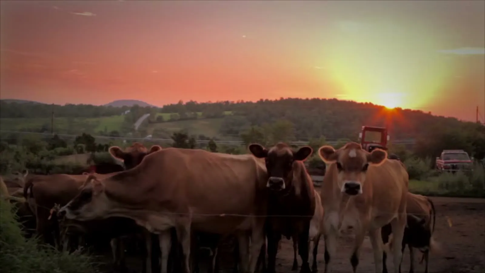 Jersey cows at sunrise on a Maine dairy farm, a color-graded frame from the Stone Fox Farm Creamery film